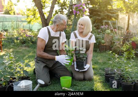 Concetto di stile di vita. Senior coppia trapiantare piante da vasi in giardino, giardinaggio e parlare Foto Stock