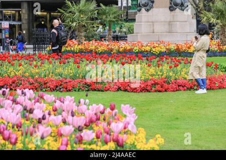 Londra, Regno Unito. 13 aprile 2022. Le persone ammirano e fotografano le splendide esposizioni di fiori con tulipani e altri fiori primaverili nei Whitehall Gardens, Westminster oggi, in una calda e parzialmente soleggiata giornata a Londra. Crediti: Imageplotter/Alamy Live News Foto Stock