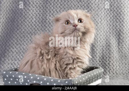 Scozzese Fold Highland Fold kitten grigio soffice gatto Foto Stock