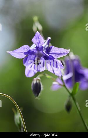 Sperone del cavaliere dubbioso. Chiamato anche Rocket larkspur e Giant larkspur. Consolida ajacis. I fiori fioriscono alla luce del mattino. Profondità di campo poco profonda Foto Stock