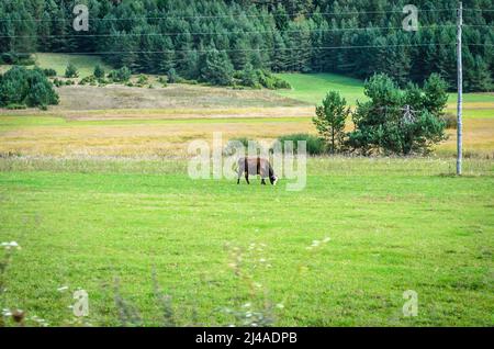 Isolato marrone Bull sgrana su erba in un campo verde nella campagna della Croazia. Ambiente naturale con animali liberi. Alberi sullo sfondo Foto Stock