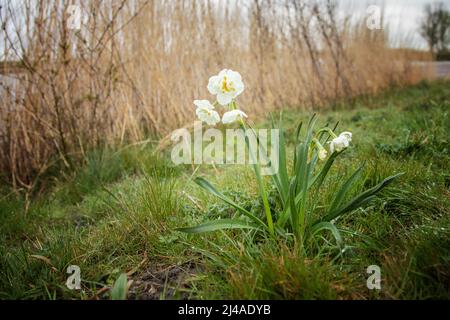 Ornge giallo bianco selvatico doppio Narciso 'Corona nuziale', Narciso, con roroppe su petali e foglie di gambo in un terreno verde di erbe agugliate Foto Stock