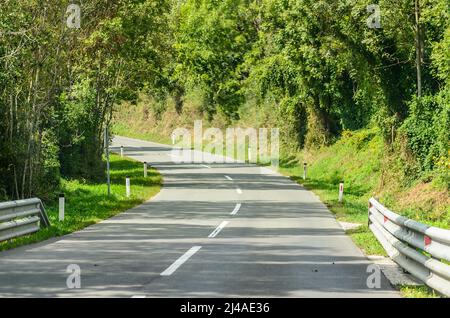 Stretta strada tortuosa attraverso la foresta con alberi verdi, erba e cespugli in Slovenia. Foto Stock