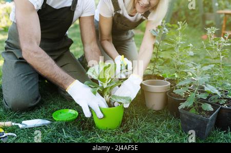 Sposato giardinieri coppia piantando i fiori insieme, godendo fare tutto insieme, raccolto Foto Stock