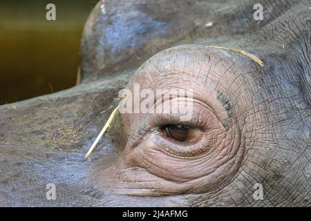 Primo piano degli occhi dell'ippopotamo, Ippopotamo che galleggia sull'acqua. Animale e natura. Foto di alta qualità Foto Stock