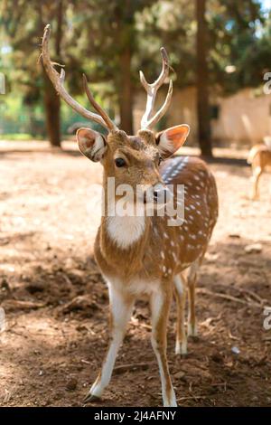 Un gregge di cervi avvistati che riposano in modo sicuro nello zoo. Foto Stock