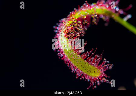 Sundew drosera close up rugiada su foglie di piante carnivore di sundew. Foto Stock