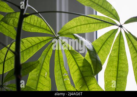 Albero di denaro Pachira aquatica Guiana Castagno. Dolly colpo di albero di soldi lascia vicino in su. Foto Stock