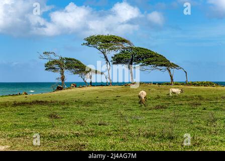 Costa settentrionale, Pointe Allegre, basse-Terre, Guadalupa, Antille minori, Caraibi. Foto Stock
