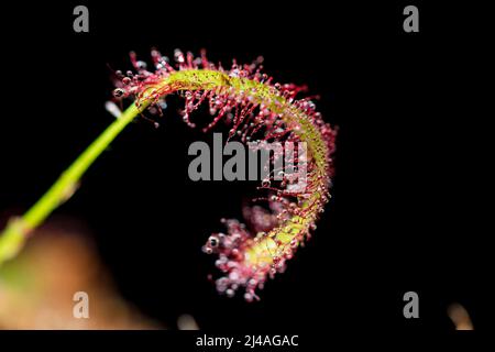 Sundew drosera close up con la rugiada sulle foglie. Foto Stock