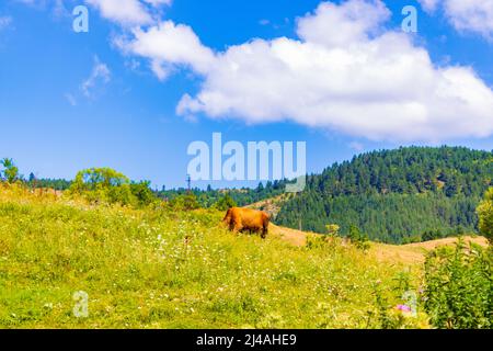 Road and view from-the Eagle's Eye Panoramic site-a favorite tourist attraction in the Western Rhodopes region with Magnificent views to Rhodopes,Rila Foto Stock