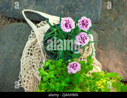 Shopping bag in tessuto pieno di piante da casa in un bellissimo giardino verde in una giornata di sole. Foto Stock