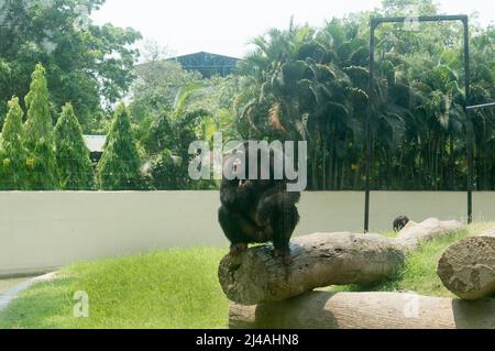 Lo scimpanzé selvatico (Trogloditi Pan) scimpano Babu, specie minacciate di grande scimmia seduta su un tronco di albero al giardino zoologico di Alipur, Kolkata, West B. Foto Stock