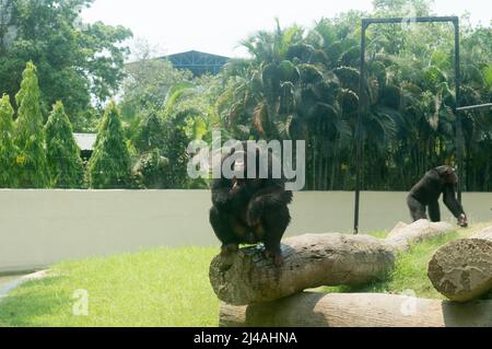 Lo scimpanzé selvatico (Trogloditi Pan) scimpano Babu, specie minacciate di grande scimmia seduta su un tronco di albero al giardino zoologico di Alipur, Kolkata, West B. Foto Stock