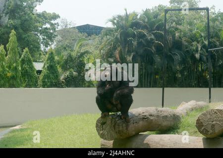 Lo scimpanzé selvatico (Trogloditi Pan) scimpano Babu, specie minacciate di grande scimmia seduta su un tronco di albero al giardino zoologico di Alipur, Kolkata, West B. Foto Stock