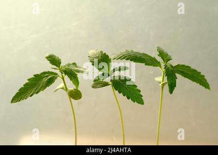 Semi di cannabis a partire da Coconut Coir Pellets. Coltivazione di marijuana. Primo piano della canapa del bambino. Foto Stock