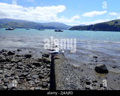 Gabbiani arroccati sul muro di Akaroa, Nuova Zelanda Foto Stock