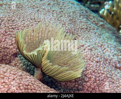 Un verme di Feather Duster (Sabellastarte indica) nel Mar Rosso, Egitto Foto Stock