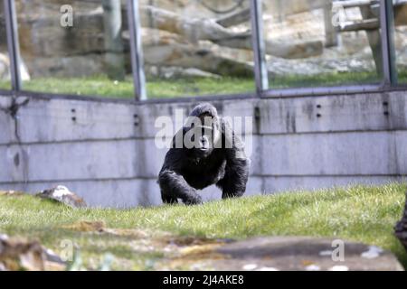 Berlino, Germania. 13th Apr 2022. Il gorilla più antico del mondo mangia una torta di compleanno colorata nel recinto all'aperto del giardino zoologico di Berlino, in Germania, il 13 aprile 2022. Fatou il gorilla ha compiuto 65 anni e ha goduto di pic-nic ricamato con frutta, verdura, uova e torte di riso preparato dal personale. (Foto di Simone Kuhlmey/Pacific Press/Sipa USA) Credit: Sipa USA/Alamy Live News Foto Stock