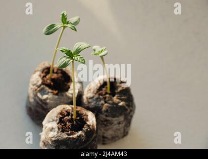 Semi di cannabis a partire da Coconut Coir Pellets. Coltivazione di marijuana. Primo piano della canapa del bambino. Foto Stock