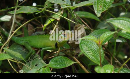 Vista laterale di un comune verde foresta lucertola faccia (Calotes calotes) sulla sommità di una pianta di Miconia crenata Foto Stock