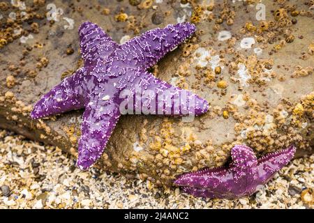 Stelle di mare o stelle marine su una roccia esposta mediante la bassa marea in Oregon, USA Foto Stock