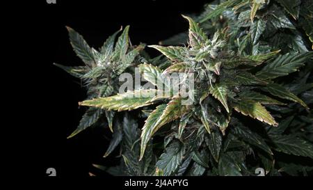 Ripen marijuana pianta su sfondo nero. Coni di canapa con foglie verdi e gialle, vista macro. Cespuglio femminile di cannabis con fiori in fiore e bianchi Foto Stock