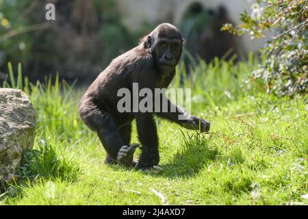 vista di un gorilla giovane in un parco Foto Stock