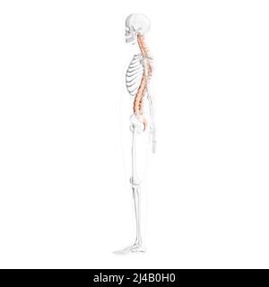 Vista laterale della colonna vertebrale umana con posizione scheletrica parzialmente trasparente, midollo spinale, colonna lombare toracica, coccix. Colori naturali piatti vettoriali, anatomia di illustrazione isolata realistica Illustrazione Vettoriale