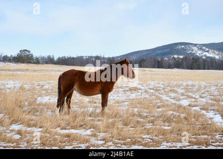 Lone cavallo selvaggio si sgrana nel prato. Isola di Olkhon, Baikal. Foto Stock