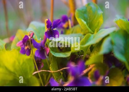 fiori di primavera in piacevole luce, bellezza della foresta selvaggia Foto Stock