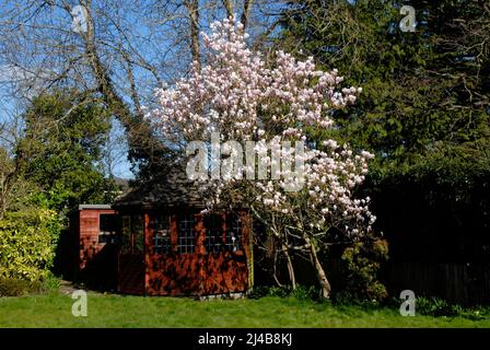 Albero di Magnolia in fiore in primavera nel giardino domestico suburbano, Kent Foto Stock