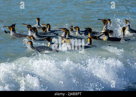 Georgia del Sud, Fortuna Bay, Whistle Cove. King pinguini nuoto. (Appenodytes patagonica) Foto Stock