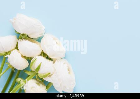 Mazzo di fiori ranunculus bianchi su sfondo azzurro. Festa della mamma, giorno di San Valentino, concetto di compleanno. Vista dall'alto, spazio di copia per il testo Foto Stock