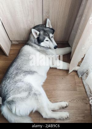 un husky siberiano si trova vicino all'armadio della camera Foto Stock