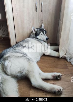 un husky siberiano si trova vicino all'armadio della camera Foto Stock