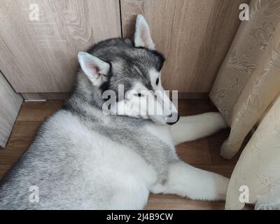 un husky siberiano si trova vicino all'armadio della camera Foto Stock