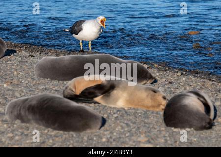 Georgia del Sud, Stromness. Gabbiano kelp (Larus dominicanus) con foca giovani. Foto Stock