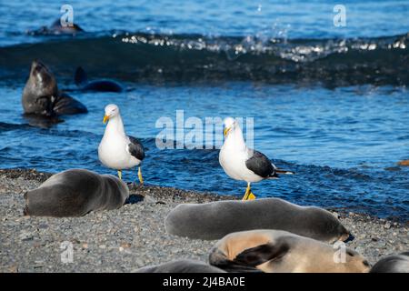 Georgia del Sud, Stromness. Gabbiano kelp (Larus dominicanus) con foca giovani. Foto Stock