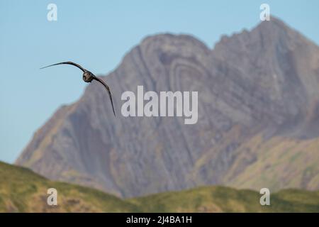 Georgia del Sud, Stromness. Gull giovane Kelp (Larus dominicanus) in volo. Foto Stock