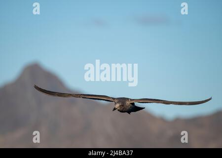 Georgia del Sud, Stromness. Gull giovane Kelp (Larus dominicanus) in volo. Foto Stock