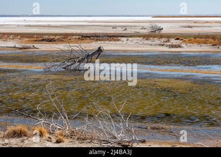 Cherokee, Oklahoma - Salt Plains National Wildlife Refuge. Foto Stock