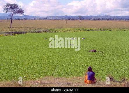 Donna che osserva ippopotami in piscina coperta di vegetazione, Tanzania Foto Stock