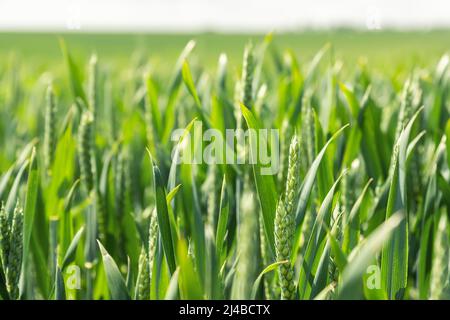 Vista panoramica ravvicinata macro dettagliata del prato verde del campo con germogli di grano giovane in crescita su sfondo blu cielo sole nella soleggiata giornata estiva Foto Stock