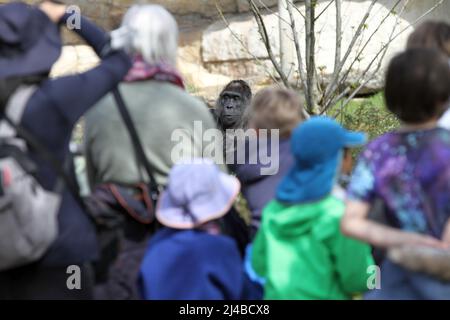 Berlino, Mitte, Germania. 13th Apr 2022. Berlino: Per il gorilla più antico del mondo, i custodi degli animali hanno preparato una torta di compleanno colorata nel recinto all'aperto del giardino zoologico di Berlino. Il pic-nic ricamato con frutta, verdura, uova e torte di riso. (Credit Image: © Simone Kuhlmey/Pacific Press via ZUMA Press Wire) Foto Stock