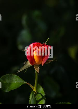 Una rosa rossa, rosa e gialla forse un cappotto di Giuseppe con afidi che attaccano Foto Stock