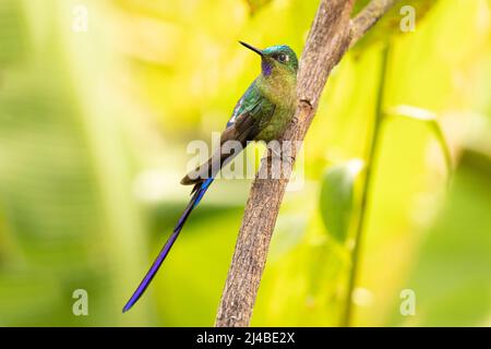 Sylph a coda di violetto in Ecuador Foto Stock