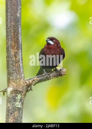 Un Tanager a becco d'argento in Ecuador Foto Stock