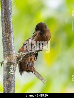 Un Tanager a becco d'argento in Ecuador Foto Stock