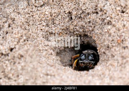 Dasypodaidae con grandi occhi neri che si nascondono nella sua grotta di sabbia Foto Stock